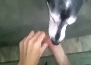 Husky dog licking guy then sucking his cock in hot scene