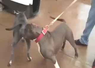 Hefty Pitbull Pounding Another Dog With Hard Sex