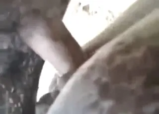Dude Puts Pressure on Donkey with Cock for Creaming