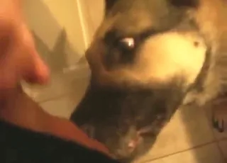 Kinky Dog Gets a Cumshot in Short Amateur Clip