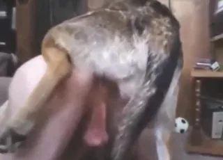 Zoo Sex Scene: Guy Takes Dog Anally for Cumshot
