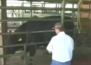 Bull Sex: Guy Drains Bull Balls Methodically - Zoosex Video