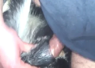 Intense sheath sex with zoo animal, lots of thrusting