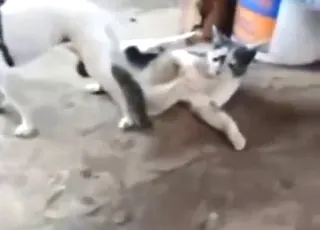 Cats and dogs fucking around in animal sex porn clip