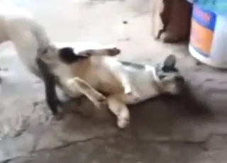 Cats and dogs fucking around in animal sex porn clip