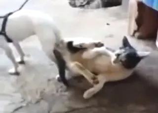 Cats and dogs fucking around in animal sex porn clip