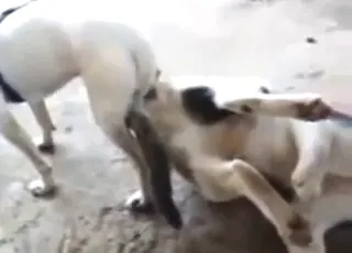Cats and dogs fucking around in animal sex porn clip