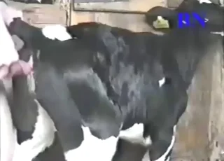 Tight Pussy Cow Gets Off in animal sex Scene
