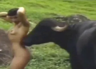 Brunette baddie lets bull lick her pussy in animal sex clip