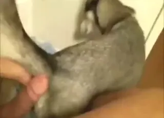 Sexy Husky Cums After Deep Fuck - Zoo Sex Video