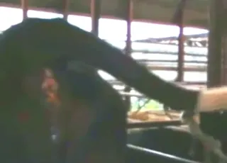 Hot cow cunt looks better after crazy enema