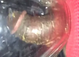 Big black cock eating crickets in short zoo sex clip