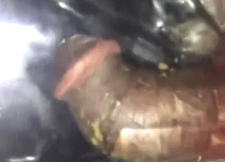 Big black cock eating crickets in short zoo sex clip