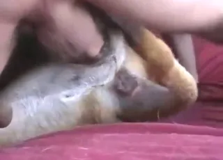 Kinky dude fucks sensitive-nippled dog in short amateur clip