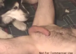Zoophile lets dog lick his ass in raw zoo sex clip