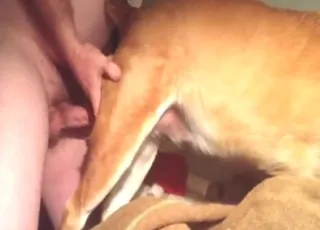 Amateur guy gapes a dog during a quick zoophilic sex session