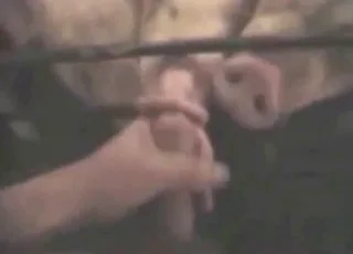 Piglet sucking and nibbling on a cock part 4