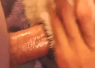 Close-up animal sex with thrusts and orgasms