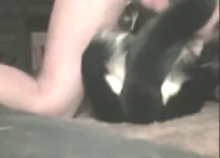 Submissive dog gets fast pounded by guy in short clip
