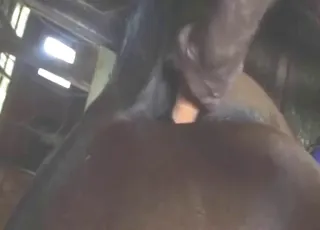 Mare dom session with gaped ass - Zoo Sex Video
