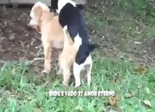 Two male dogs enjoying a quick outdoor gay sex session
