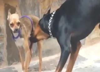 Two dogs enjoy pleasant canine foreplay before sex