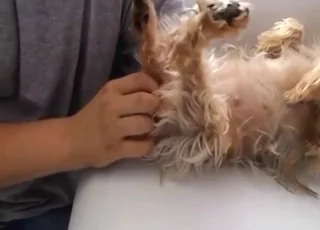 Yorkie gets fingered by twisted zoophile in short clip