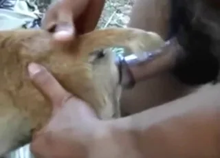 Thai Dude Fucks Tight Dog Asshole in Amateur Clip