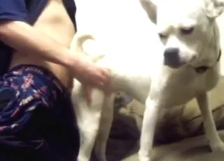White dog getting fucked by zoophile in short zoo sex clip