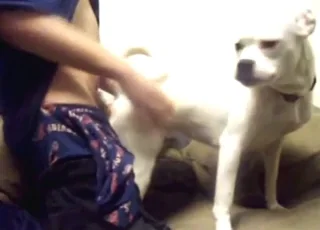 White dog getting fucked by zoophile in short zoo sex clip