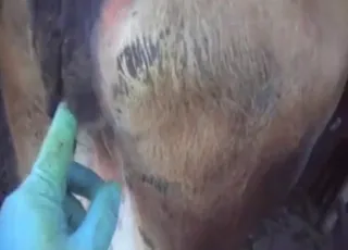 Fingering a sexy cow in this featured zoo clip