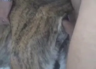 Brown dog gets fucked by a dude in close-up