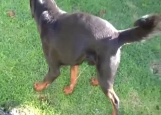 Sexy black rottweiler outdoor pissing contest sex scene