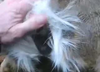 POV Guy Fucks Deer With Meaty Member During Intense Zoo Sex Session