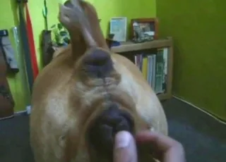 Amateur cunnilingus in zoo clip with amazing pussy licking