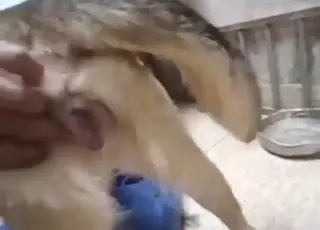 Sexed-up doggo takes a condom-covered peen inside