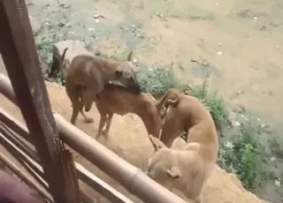 Dogs with Sexy Bodies Having Sex Outside in the Garden - Zoo Sex Video