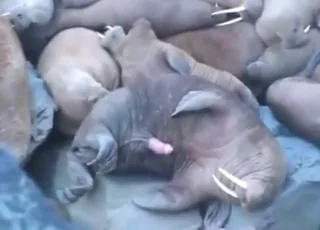 Big wet walrus sex: thick member reveals huge dick in wet zoo porn animal sex scene