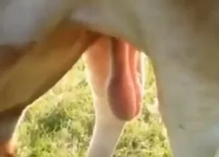 Bull displays heavy nutsack in outdoor zoo sex clip