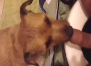 First Time Zoo Sex: Dog Sucks Him Off on Toilet While He Loves It