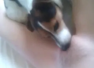Tiny Dog Licking Wet Pussy in Close-Up - Zoo Sex animal sex Scene