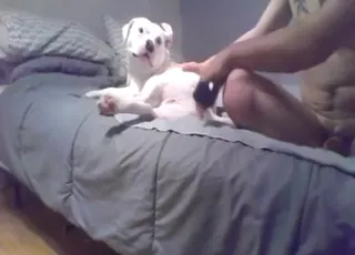 Sensual tease leads to White Pitbull getting screwed