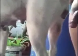 Boy Fucks Dog in animal sex Clip - animal sex Zoo Sex Scene with Pet