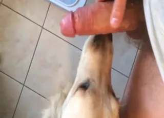 Golden Retriever Licking Hot Penis Big Time - Zoosex