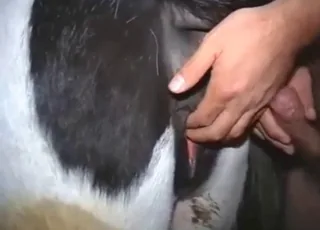 Slutty cow gets big hard one under her tail