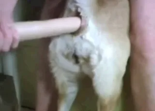 Dog on the edge with a dildo — short raw zoo clip