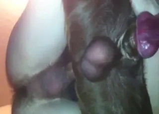 Chocolate Lab anal sex with swinging dick
