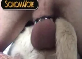 Labrador Anal Domination Session Hard Cumshot