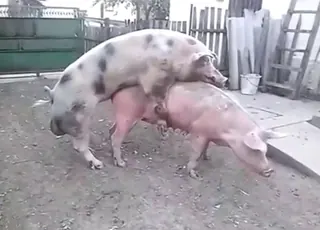 Pig-on-pig sex outside, beast gaped wide during animal fuckfest