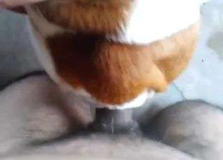 POV brown dog sex with a dude drilling deep